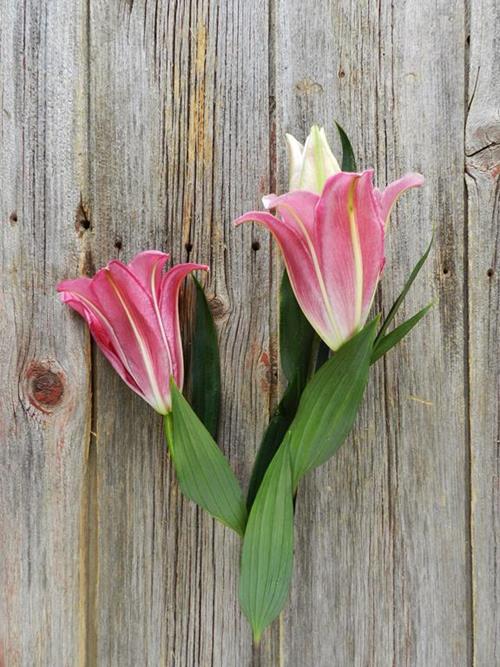 TARRANGO 2-3 BLOOM DARK PINK OT HYBRID ORIENTAL LILIES